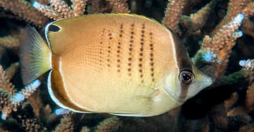 Western Butterflyfish