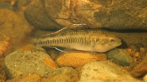 Western Carp Gudgeon