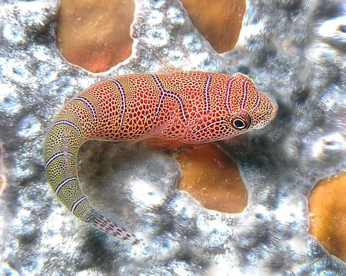 Western Cleaner Clingfish