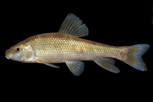 Western Creek Chubsucker