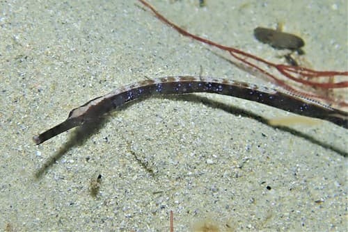 Western Crested Pipefish