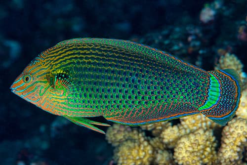 Western Dusky Wrasse