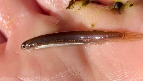 Western Dwarf Galaxias