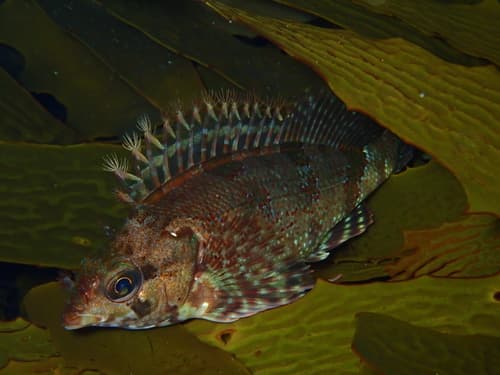 Western Kelpfish