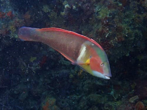 Western King Wrasse