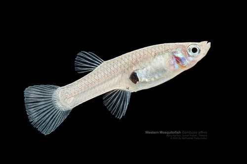 Western Mosquitofish