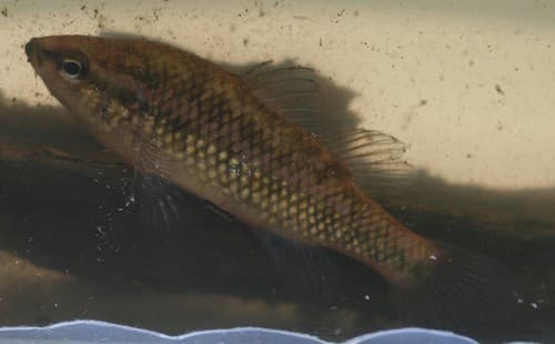 Western Pygmy Perch