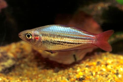 Western Rainbowfish