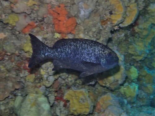 Western Rock Blackfish