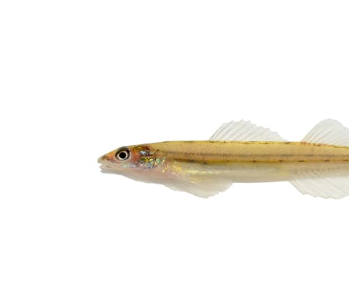 Western Sand Darter