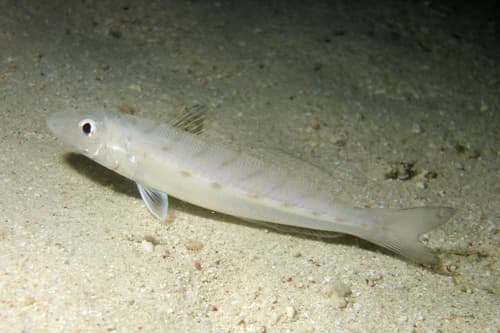 Western School Whiting