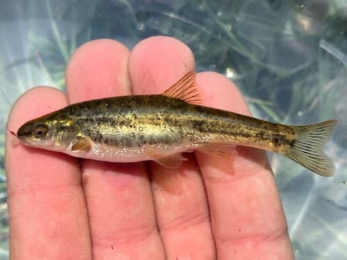 Western Speckled Dace