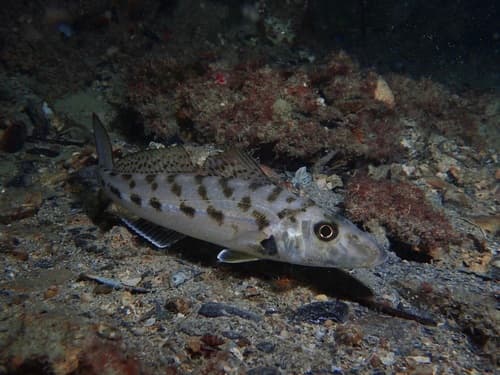 Western Trumpeter Sillago