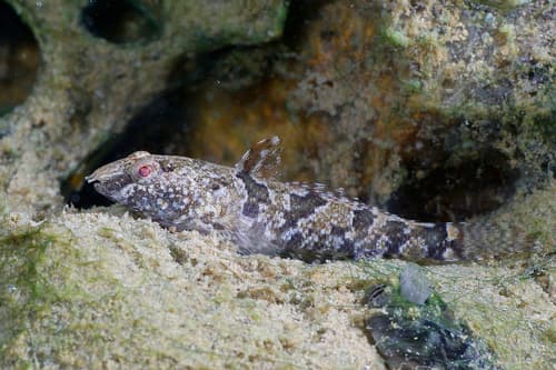 Western Tubenose Goby