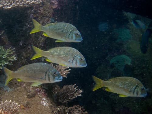 Western Yellowfin Bream