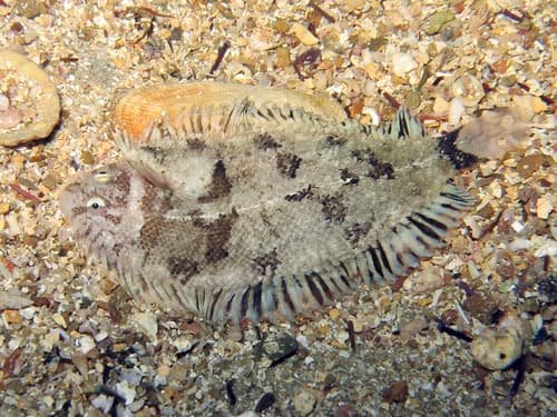 Whiskered Sole
