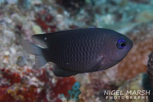 White-axil Damselfish