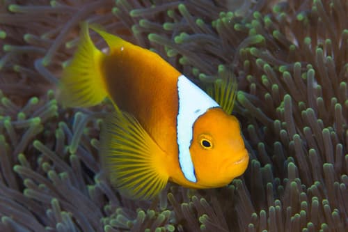 White-bonnet Anemonefish