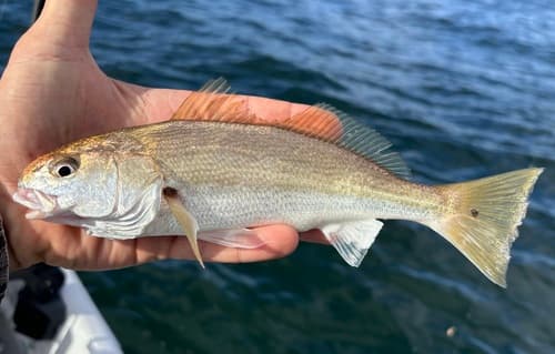 White Croaker