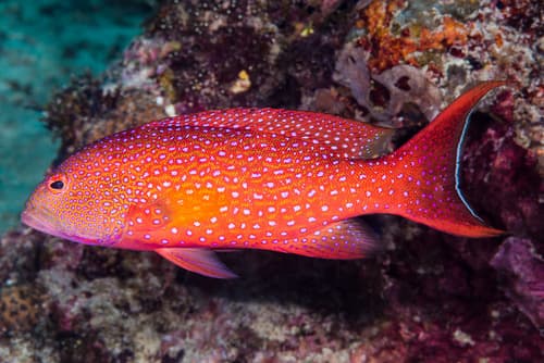 White-edged Lyretail