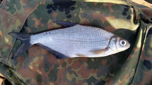 White-eye Bream