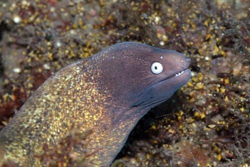 White-eyed Moray