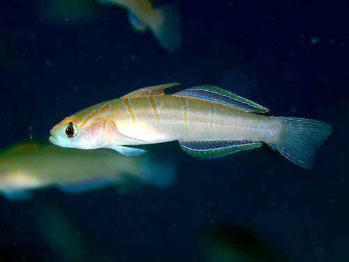 White-girdled Goby
