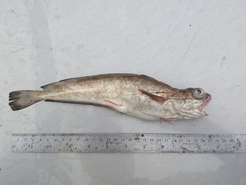 White Hake