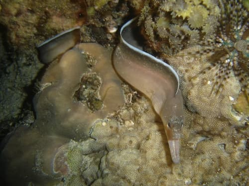 White-margined Moray