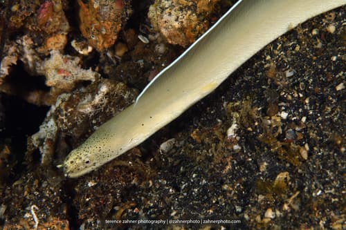 White Ribbon Eel