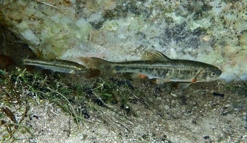 White River Spinedace