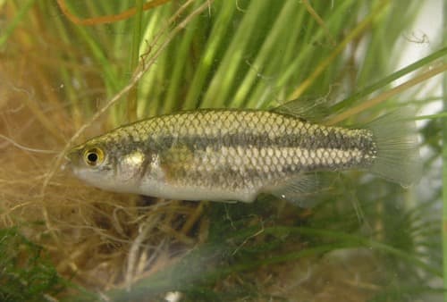White River Springfish