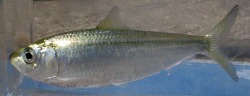 White Sardinella