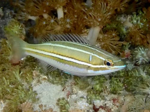 White-shouldered Whiptail