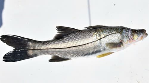 White Snook