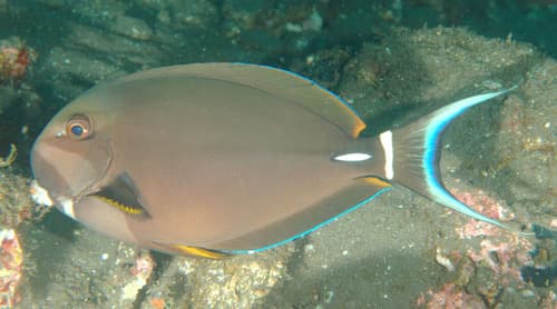 White-spine Surgeonfish