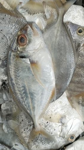 White-spot Trevally