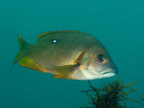 White-spotted Snapper