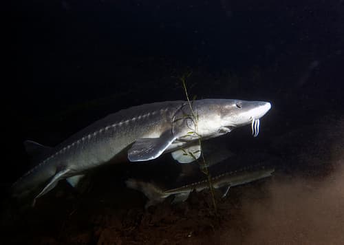 White Sturgeon