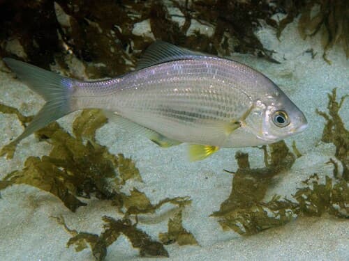 White Surfperch