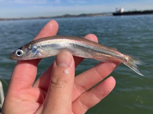 Whitebait Smelt