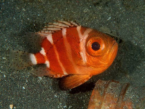 Whiteband Bigeye