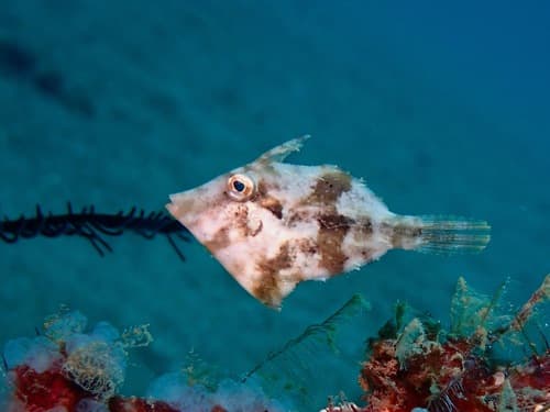 Whitebar Filefish