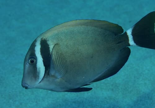Whitebar Surgeonfish