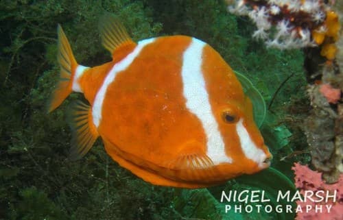 Whitebarred Boxfish