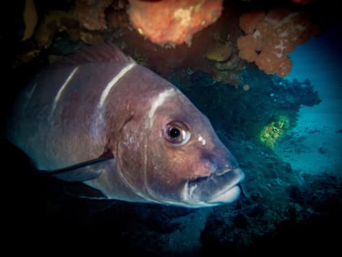 Whitebarred Rubberlip