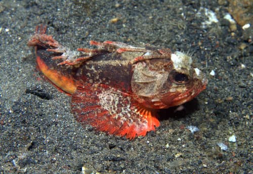 Whitebelly Roguefish