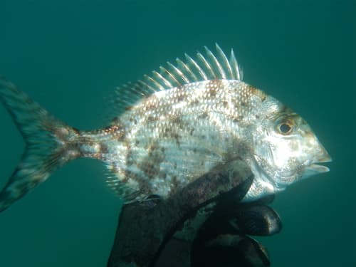 Whitebone Porgy