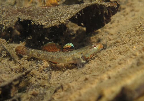Whitecheek Goby