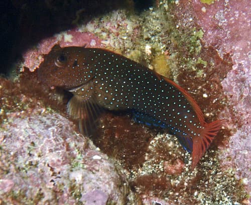 Whitedotted Blenny
